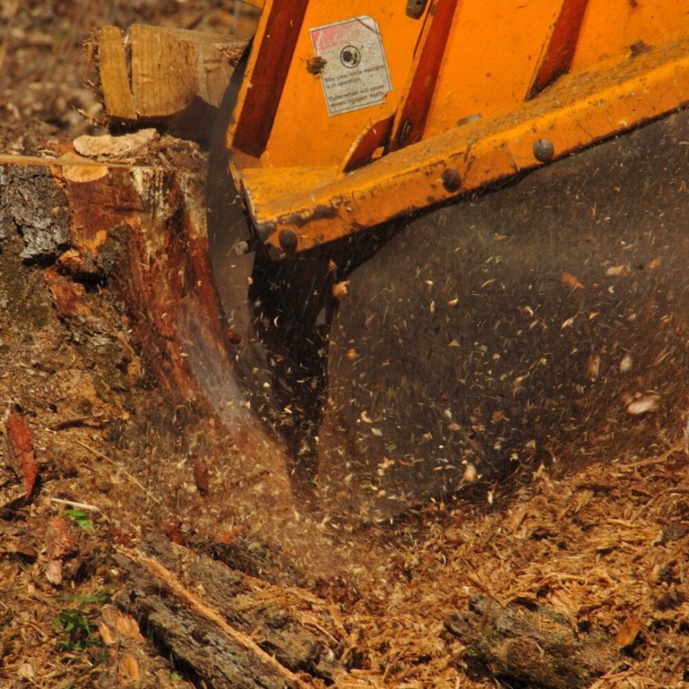 Stump grinding Melbourne — placeholder