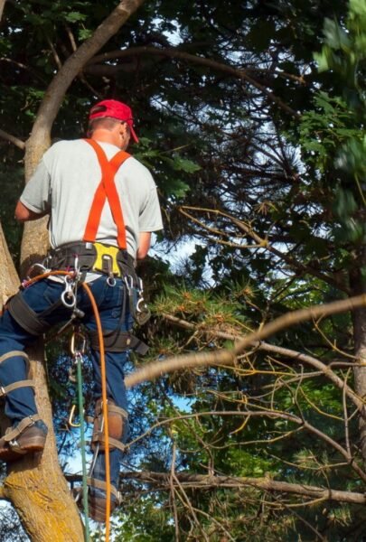 Tree pruning Melbourne